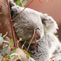 photo of a koala looking at something